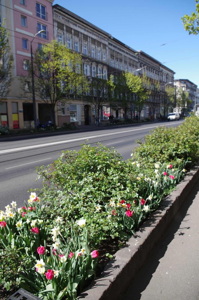 Kwiaty w centrum Szczecina