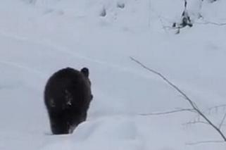 Leśnik zrobił wywiad z misiem