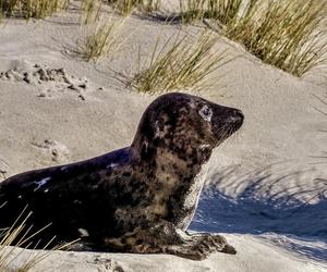 Ujście Wisły i Mewia Łacha - puste plaże i foki. Co tu zwiedzić? Jak zobaczyć foki? Wędrowne Motyle podpowiadają