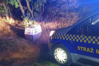 Przestraszone zwierzę trafiło do schroniska dla zwierząt