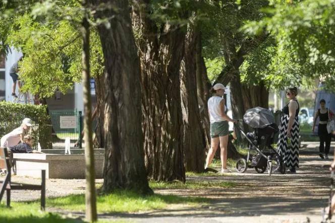  Drzewa będą miały swoje prawa. Zostaną zebrane w Gdańskiej Karcie dla Drzew