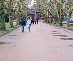 Pierwsze krokusy na Jasnych Błoniach