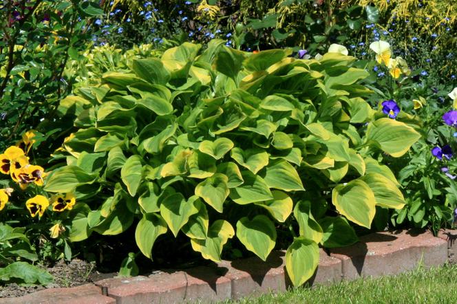 Funkia 'Dust Devil' - Hosta 'Dust Devil'