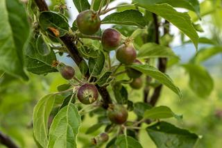 Przerzedzanie zawiązków owoców jabłoni, śliw, moreli, grusz, brzoskwiń