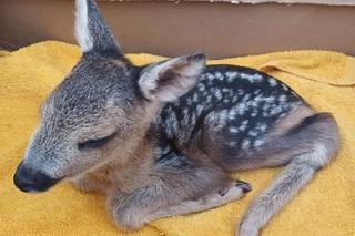 Mały koziołek potrzebował pomocy