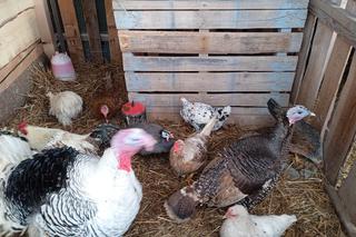 Żywa szopka przy Parafii Matki Bożej Dobrej Rady. Trzymali w niej kota i wiewiórkę w klatce