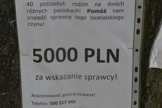 Wytrucie pszczół pod Mszczonowem