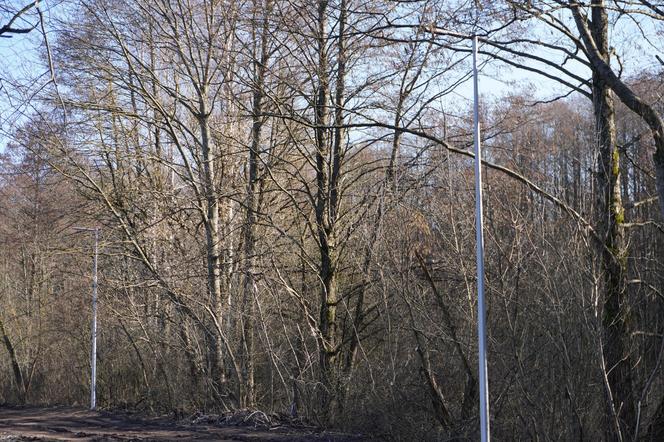 Powstaje park linowy w Białymstoku! To nowa inwestycja na plaży Dojlidy