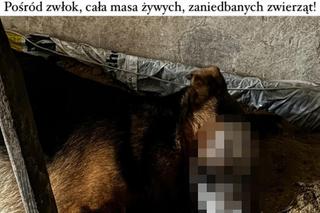 Czastary. Koszmar psów. Żyły wśród zwłok i odchodów innych zwierząt [ZDJĘCIA].