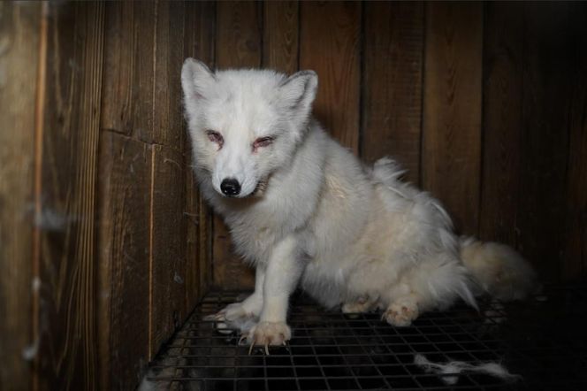 Właścicielka fermy futrzarskiej w Kościanie trafi za kratki