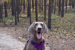 Przejechali mu psa oplem. Zabili moją Sunię