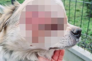 Skazali psa na ekstremalne cierpienie. Potężny guz i cieknąca ropa. Żeby „dzieci nie płakały za pieskiem”
