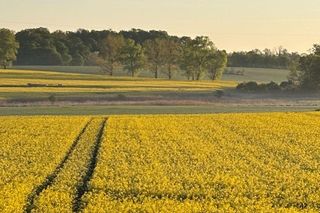 Wielkopolska skąpana w żółtych kwiatach rzepaku [ZDJĘCIA]