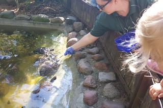 Światowy Dzień Żółwia