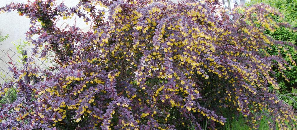 Berberys ottawski 'Superba' 