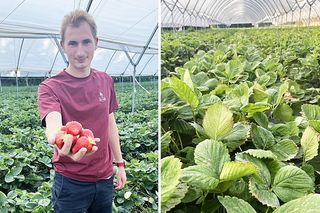 Ceny truskawek. Plantator rozwiewa wątpliwości. Wysyp potrwa jeszcze tydzień