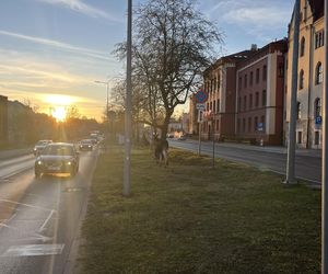 Łosie spacerowały po centrum Bydgoszczy! Mieszkańcy w szoku [ZDJĘCIA]