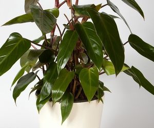 Filodendron