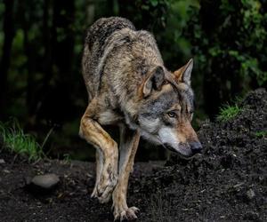 Ktoś zastrzelił wilka! Nagroda za wskazanie sprawcy