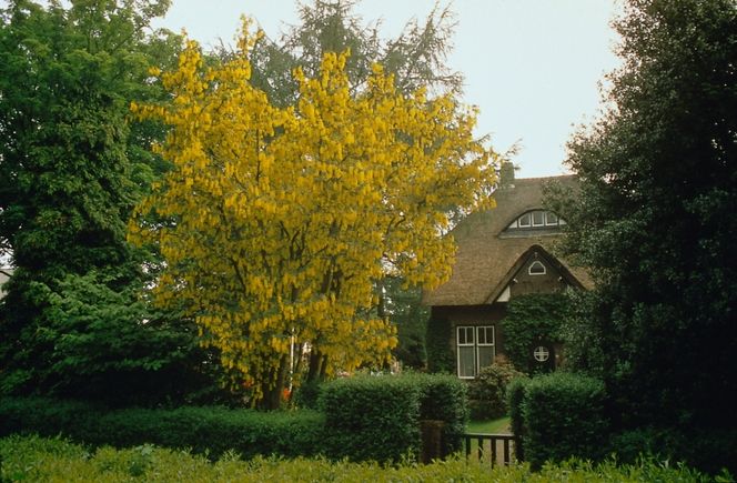 Złotokap
