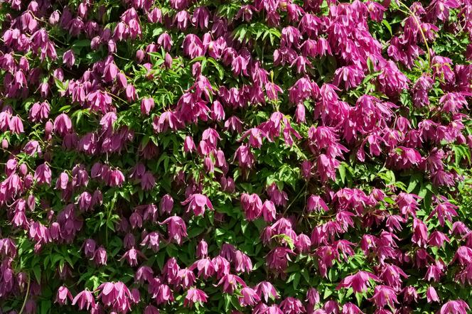 Powojnik 'Constance' - Clematis 'Constance'