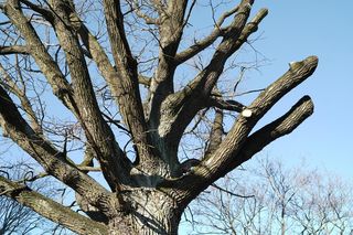 Dąb był pomnikiem przyrody przez 14 dni. Obok powstaje apartamentowiec