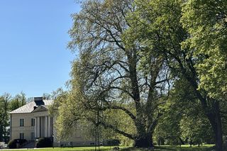 Platan Konstytucyjny w Dobrzycy