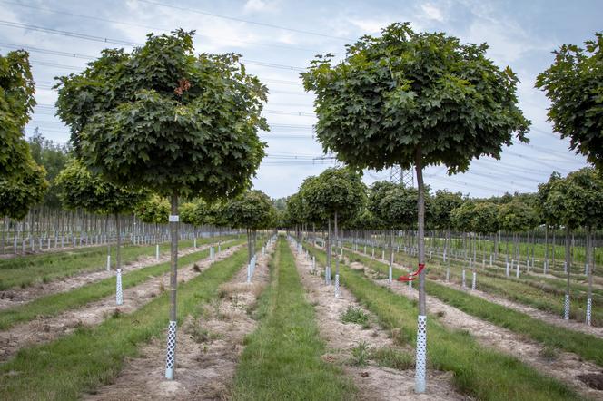 Klon pospolity 'Globosum' - Acer platanoides 'Globosum'
