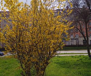 Wiosna w Gdańsku. Kwitną pierwsze drzewa i kwiaty. Zobaczcie nasze zdjęcia!