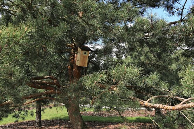 W Ogrodzie Botanicznym w Kielcach zamontowane zostały budki lęgowe dla zwierząt