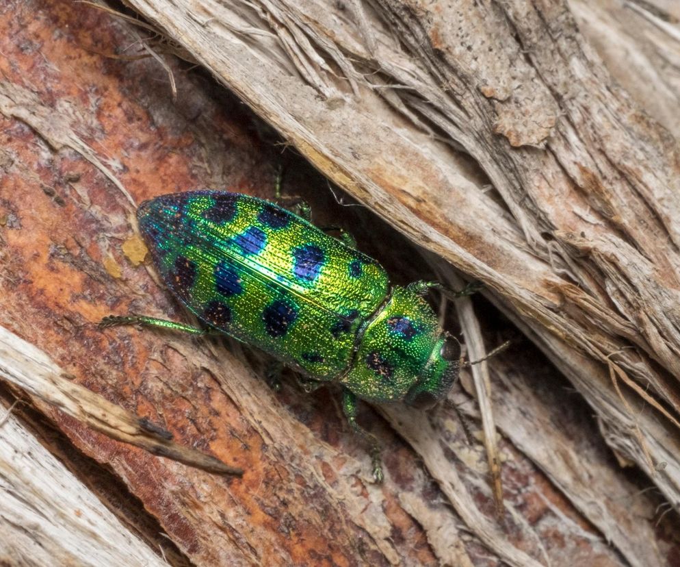 Żarłoczne chrząszcze atakują Rzeszów! Przyciąga je jedna rzecz