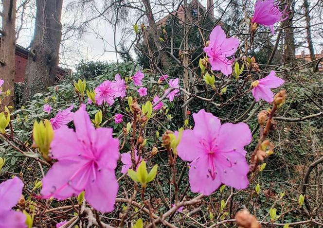 Pierwsze oznaki wiosny we Wrocławiu. Ogród Botaniczny pełen przebiśniegów i krokusów