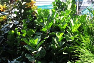 Rośliny w ogrodzie zimowym