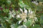przywarka_Clematis