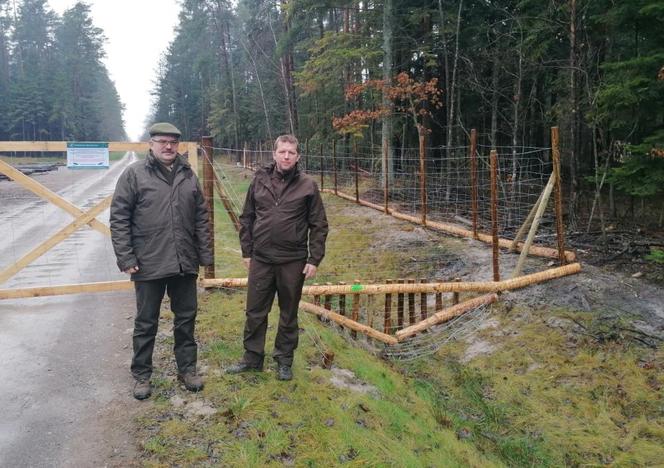 34 kilometry ogrodzenia w świętokrzyskich lasach. Ma uchronić przed groźną chorobą