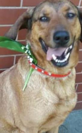 Międzynarodowy Dzień Psa