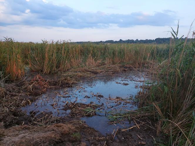 Rozpoczęli oczyszczanie Pasternika. Wątpliwości ornitologów i wędkarzy