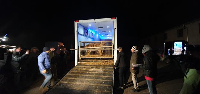 Wycieńczone tygrysy trafiły do ZOO w Poznaniu