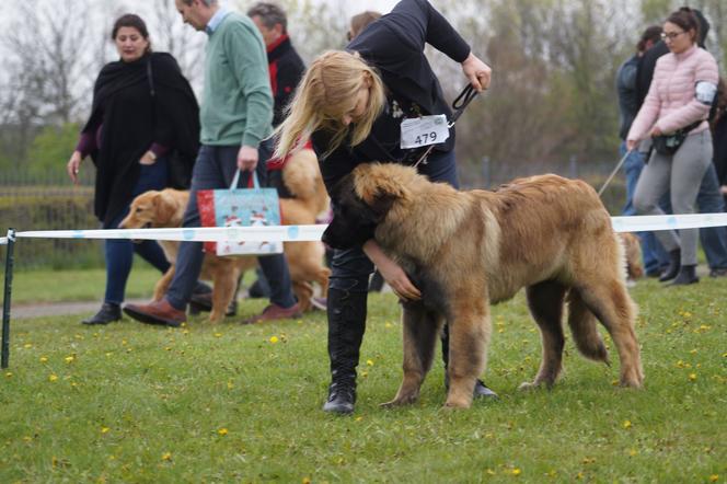 V Międzynarodowa Wystawa Psów Rasowych w Bydgoszczy [ZDJĘCIA]