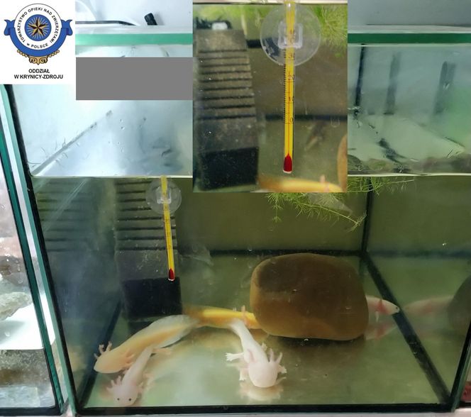 Dramatyczna interwencja w sklepie zoologicznym na Śląsku. Zwierzęta przetrzymywane w skandalicznych warunkach