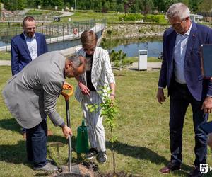 Potomek Dęba Bartka wyrośnie w Ogrodzie Botanicznym w Kielcach