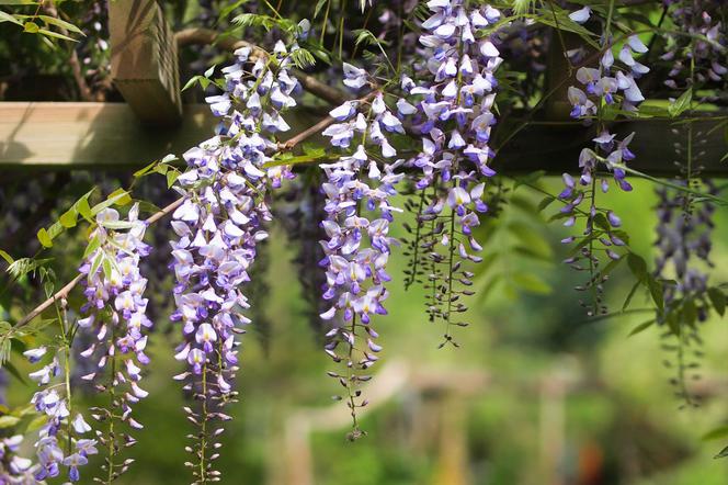 Glicynia wisteria: pnącza do ogrodu