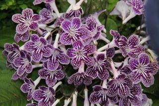 Skrętnik (Streptocarpus)