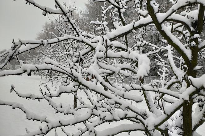 IMGW ostrzega przed opadami śniegu w pięciu województwach! Może spaść do 15 cm śniegu!