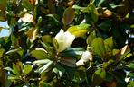 Magnolia wielkokwiatowa