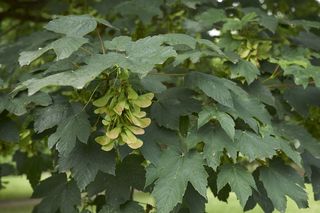 Klon pospolity - Acer platanoides