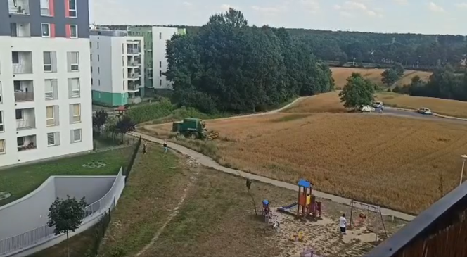 Rolnik z Lublina uprawia pole w środku osiedla. Mieszkańcy są zachwyceni! [FILM]