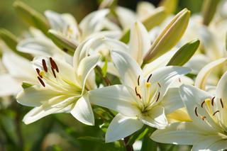 Białe kwiaty w ogrodzie - najpopularniejsze rośliny ogrodowe kwitnące na biało