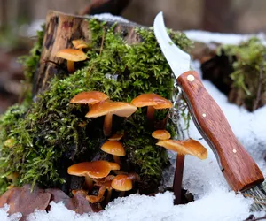 Zimowe grzyby jadalne. Po te grzyby warto zimą wybrać się do lasu 