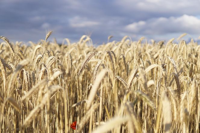 Z produktów żywnościowych w rezerwach znajduje się zboże i produkty zbożowe